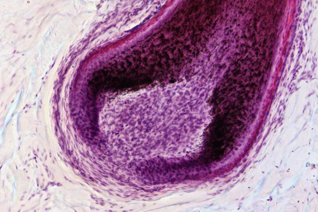 Biologie fnx20930