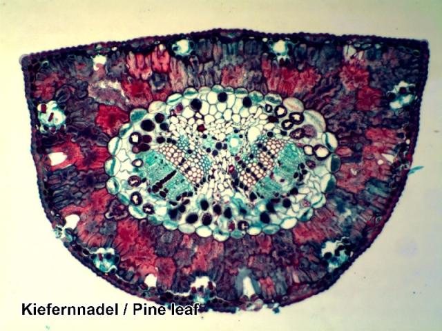 Bresser microscoop preparaten 100 stuks biologie