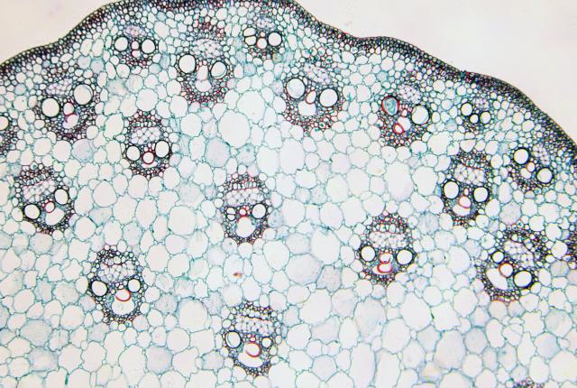 Bresser microscoop preparaten 25 stuks biologie