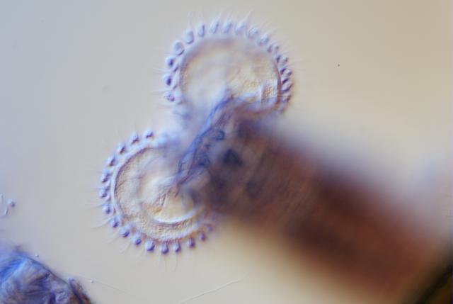 Bresser mikrocam ii 20 mp 1 microscoopcamera