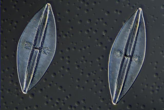 Microscoopcameras f5914200