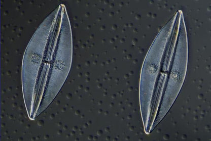 Microscoopcameras f5914200